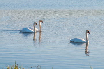 white swans group on the lake swim well under the bright sun