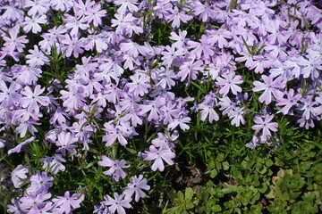 Obraz na płótnie Canvas Numerous violet flowers of phlox subulata in May