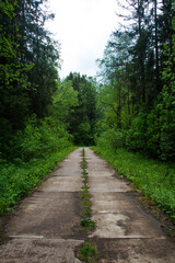 Fototapeta na wymiar eco path in the green woods