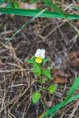 Close up picture of small, yellow wild pansy in the garden, as nature background. Greeting card with little flower on brown background. Single herb in sunny day growth in the forest.
