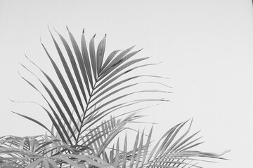 abstract gray shadow background of palm leaves, black and white monochrome tone