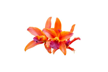 Orange Cattleya Orchids flower bloom isolated on white background included clipping path.