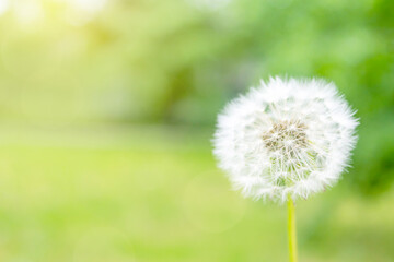 Close up of whole white dandelion flower with seeds on blurred green background. Sunny day in park. Copy space.