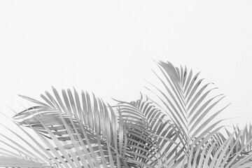 abstract gray shadow background of palm leaves, black and white monochrome tone