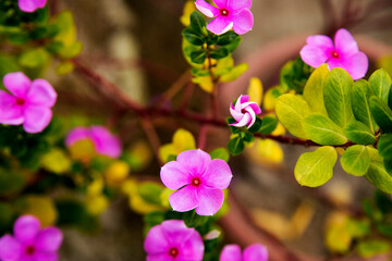 Madagascar Periwinkle