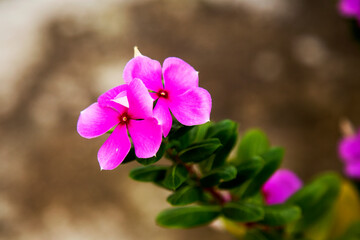 Madagascar Periwinkle