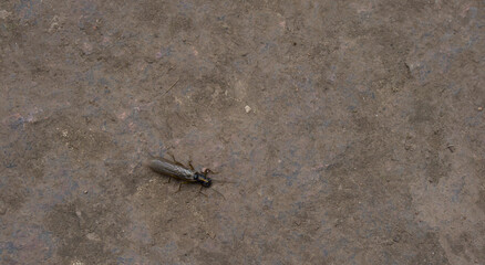 An insect that crawled out of the water and dries wings on a stone. stonefly