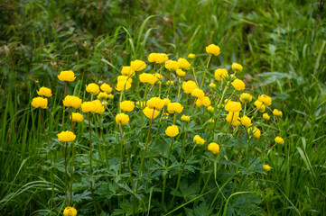 yellow globe flowers in the grass