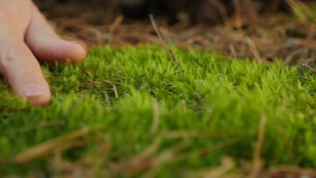 Closeup human female hand touching softly the green moss on the ground in the pine forest