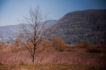 Autumn landscape with trees