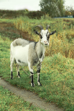 Goat on a farm in the village on a background of green pasture. The animal eats grass in the summer and autumn. Stock photo background