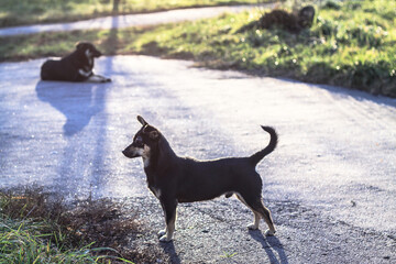 Cute pet on the nature near the house. Homeless poor dog playing on the street and looking at the camera. Stock photo for design