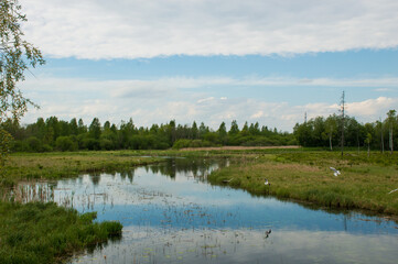 small river in the summer forest 