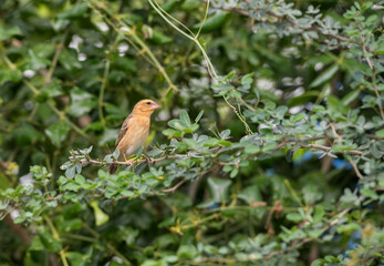 Beautiful Female Asian Golden Weaver on breeding season