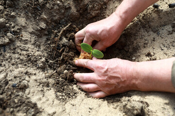 Man planting seedlings of cucumbers in greenhouse