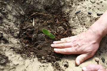 Person planting seedlings of cucumbers in soil