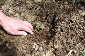 Person plants seedlings of cucumbers in soil