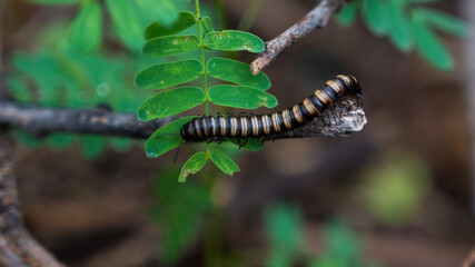 centipede