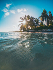 caribbean palms tree in the beach