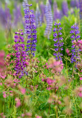 summer lupine plant in pink and purple