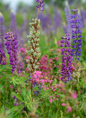 lupine plant pink and purple in summertime