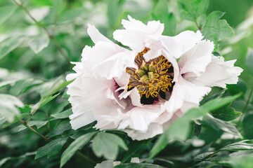 Beautiful white peony  in a spring garden. Dark green background.