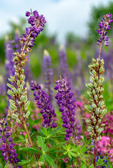 very bright still life with summer lupine flowers 