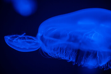 青く光るクラゲ