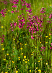 Fototapeta premium cute pink flowers in a summer field