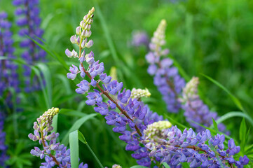 gentle summer flowers purple lupins in a summer fresh field