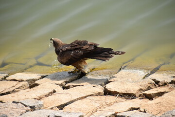 An Eagle drinking water from a lake. 