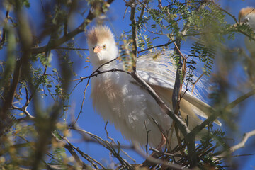 Cattle Egret
