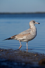 Larus Delawarensis