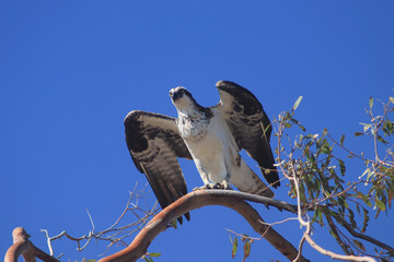 Pandion Haliaetus