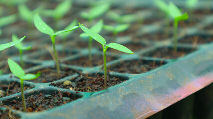Chilli seedlings