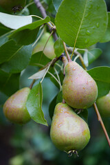 Three ripe fresh pears in raindrops hang on a tree branch in the garden: the concept of healthy food, selective focus, vertical. Harvest!