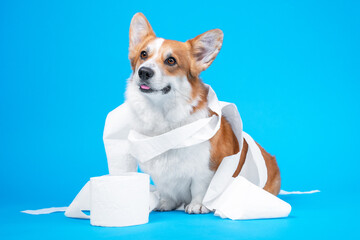 Funny welsh corgi pembroke dog puppy,  is playing with a roll of white toilet paper, isolated on...