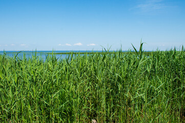 green grass and green leaves in the forest