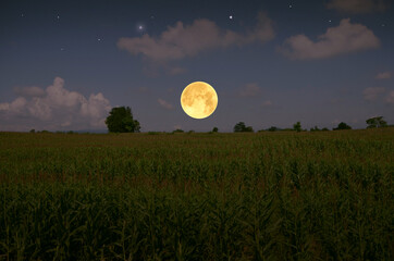 Beautiful full moon over corn field in the evening