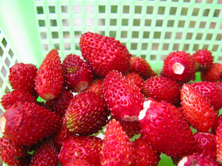 Strawberry harvest: lots of red berries in a green basket, healthy food concept. Selective focus