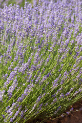 Lavender fields in Brihuega Spain