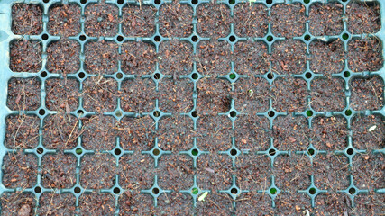 Chilli seedlings