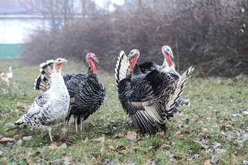 Group of turkeys on a farm walk in nature. Pets in a protected park. Stock photo background