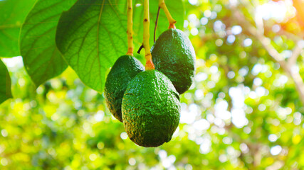 Avocado varieties Hass the meat is delicious.