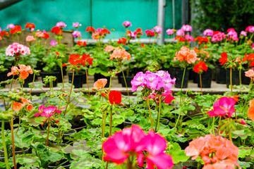 Fototapeta na wymiar many colorful flowers of pelargonium, geranium, in pots. Gardening, greenhouse. Pink, red, purple, purple buds 