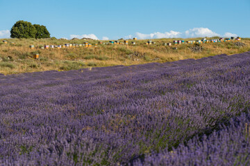 Naklejka na ściany i meble Lavender fields in Brihuega Spain