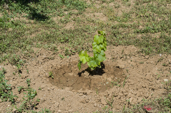 frores. tulipanes . petalos , naturaleza , regalo , parque , narura ,  regalo ,  ramo 