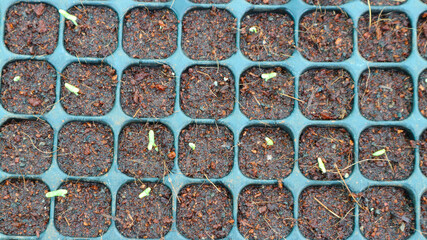 Young seedlings of peppers at the nursery