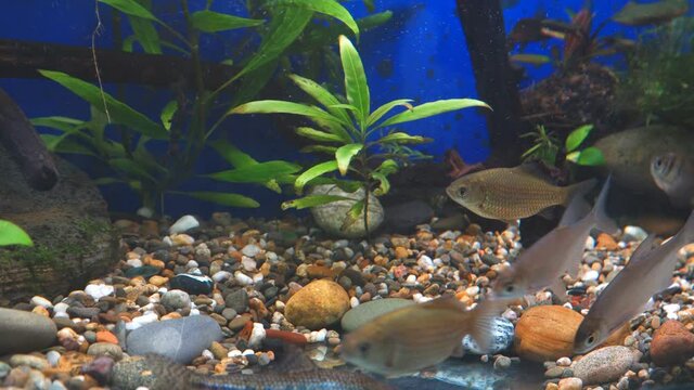 Young bream, carp and minnows swim in the aquarium. Freshwater river fish in an aquarium. Selective focus