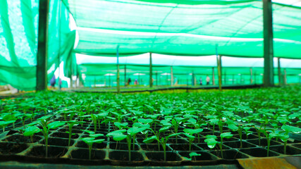Young seedlings of peppers at the nursery